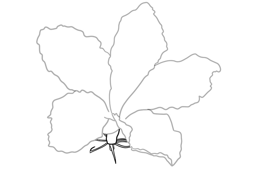 Hibiscus Flower Sketch 4