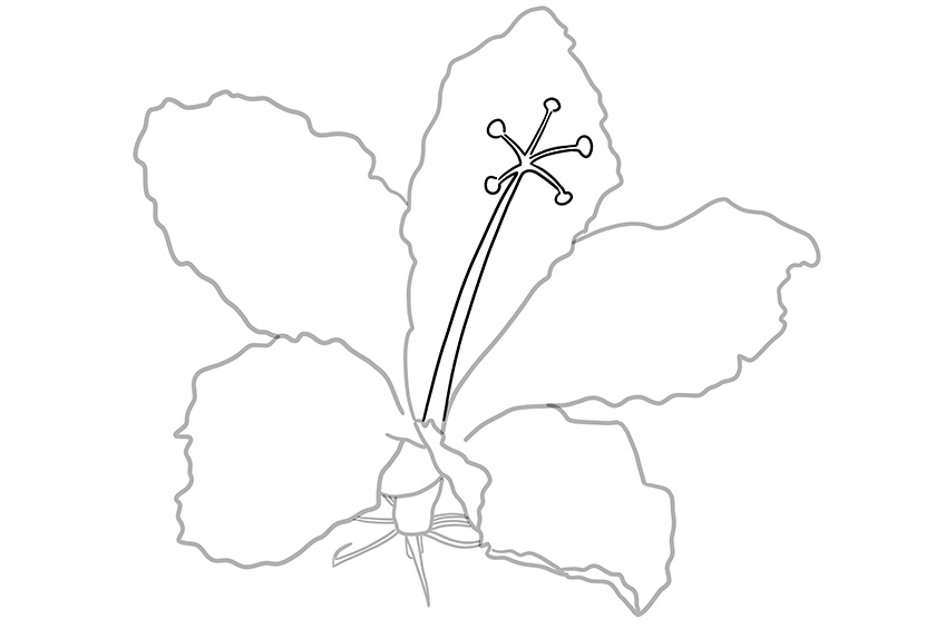 Hibiscus Flower Sketch 5
