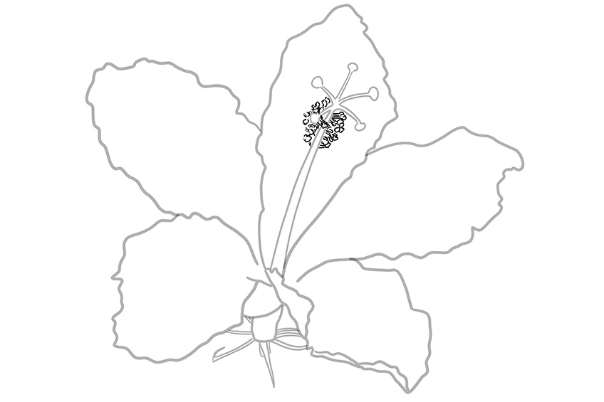 Hibiscus Flower Sketch 6