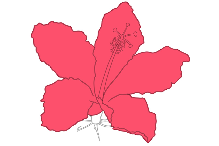 Hibiscus Flower Sketch 7