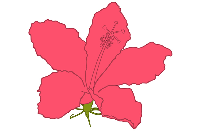 Hibiscus Flower Sketch 8