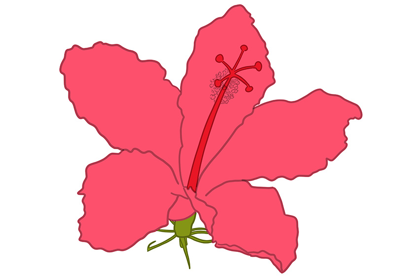 Hibiscus Flower Sketch 9