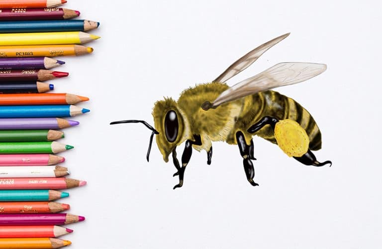 How to Draw a Bee – Create your own Bee Drawing
