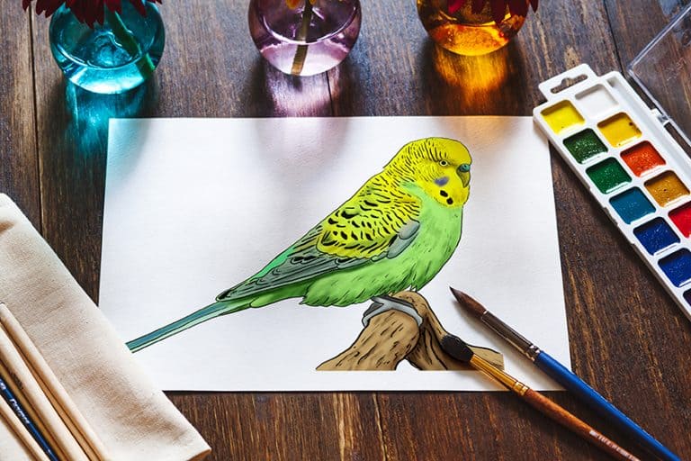 How to Draw a Budgie – Sketch a Parakeet in Twelve Easy Steps