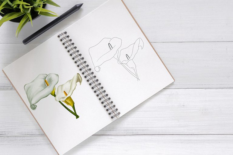 How to Draw a Calla Lily – Your Guide to Drawing Lifelike Arum Lilies