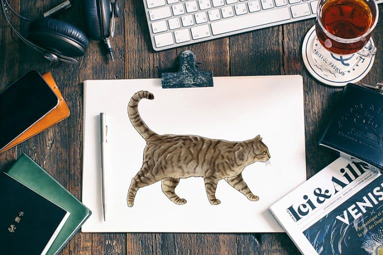 How to Draw a Cat – Sketch your Favorite Feline