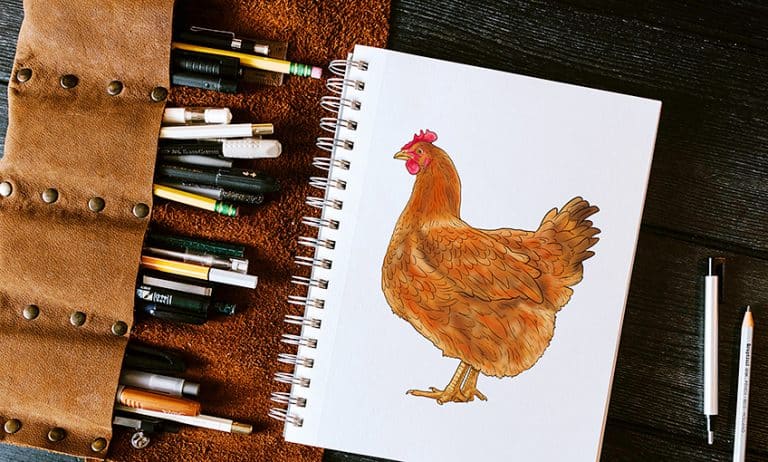 How to Draw a Chicken – An Easy Illustration Tutorial