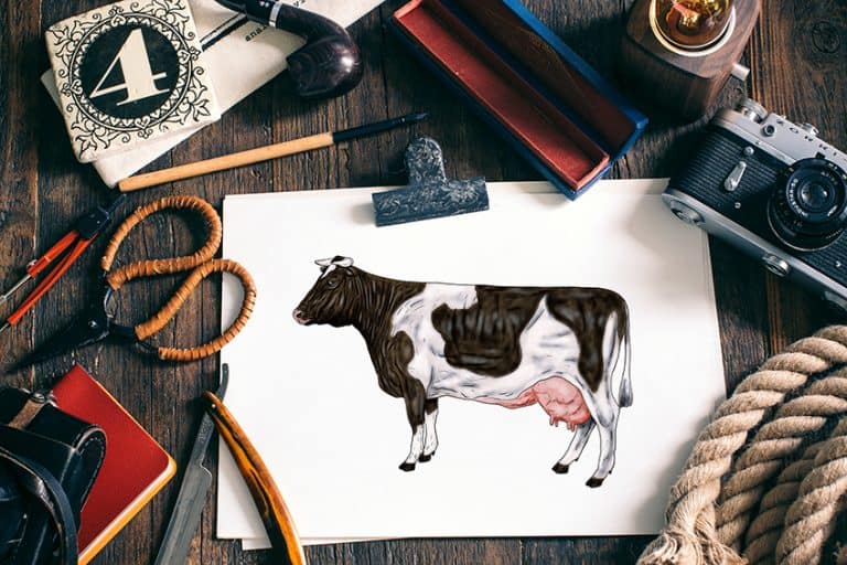 How to Draw a Cow – An Easy Cow Drawing Tutorial