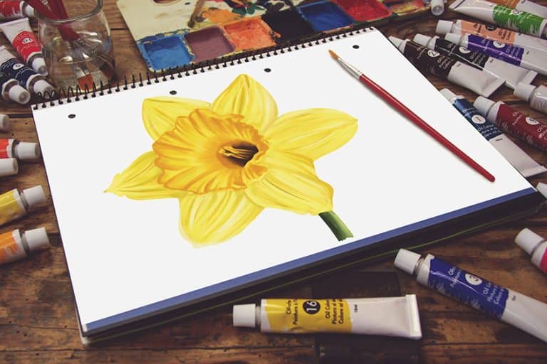 How to Draw a Daffodil – Create a Floral Narcissus Portrait