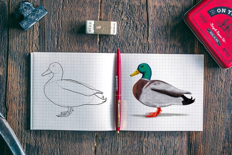 How to Draw a Duck – Step-by-Step Tutorial for a Mallar Sketch