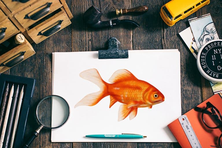 How to Draw a Goldfish – Tutorial on Sketching your Pet Fish