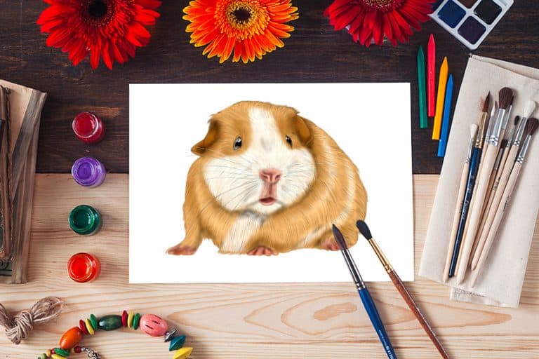 How to Draw a Guinea Pig – A Guinea Pig Drawing Tutorial for Beginners