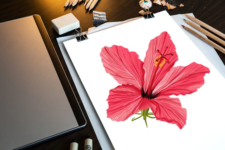 How to Draw a Hibiscus Flower – Drawing Flowers for Hawaiian Shirts