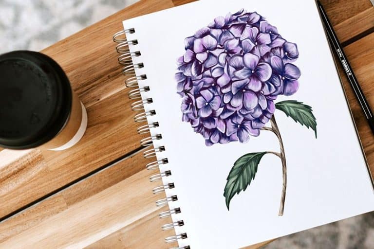 How to Draw a Hydrangea – Capture the Beauty of Hortensia