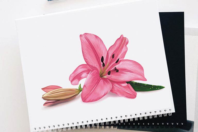 How to Draw a Lily Flower – An Easy Lily Illustration Lesson