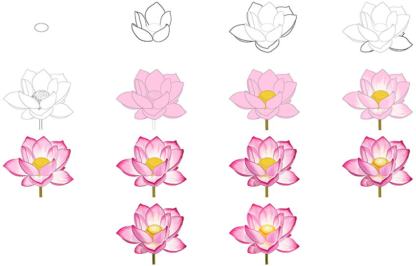 How to Draw a Lotus in Easy Steps
