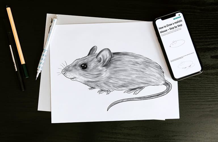 How to Draw a Mouse – The Best Mouse Drawing Tutorial