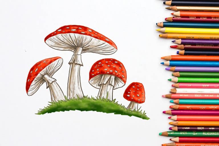How to Draw a Mushroom – Our Guide to Sketching Fungi