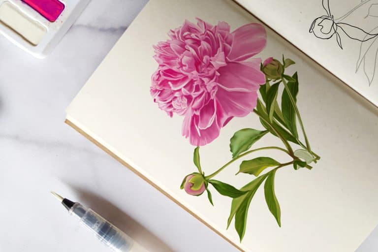 How to Draw a Peony – Botanical Art Made Easy