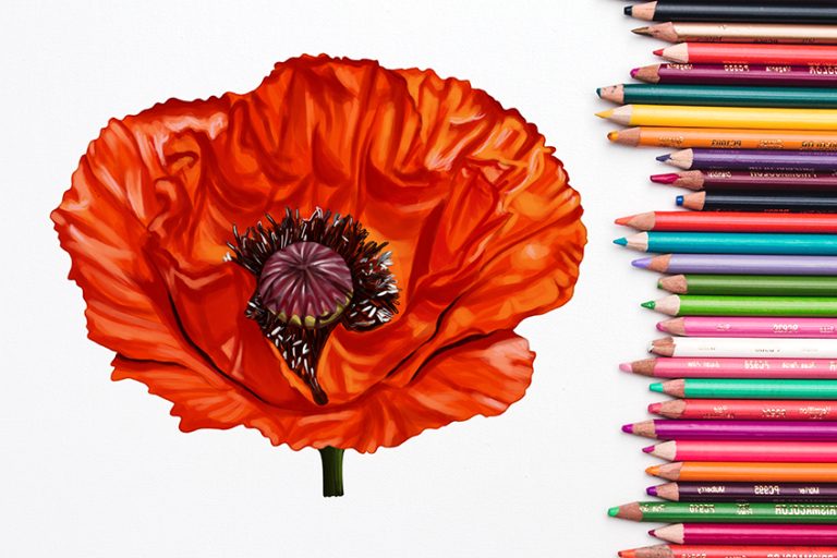 How to Draw a Poppy Flower – A Blood Red Memorial Flower Sketch