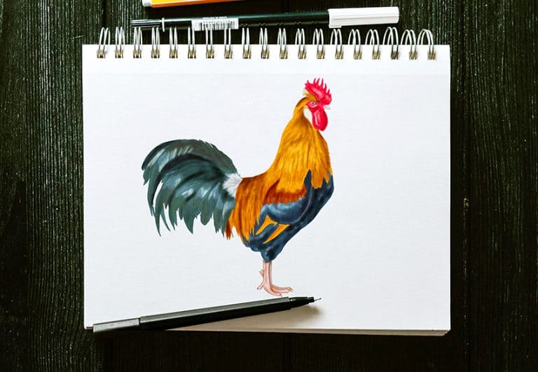 How to Draw a Rooster – Create a Realistic Chicken Sketch