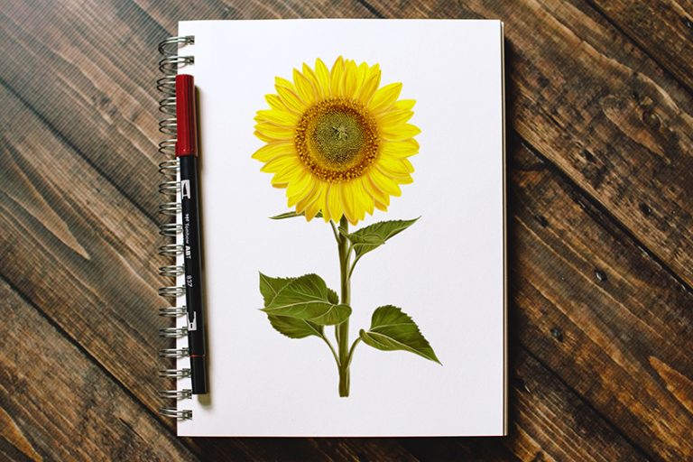 How to Draw a Sunflower – Create a Really Impressive Sunflower Picture