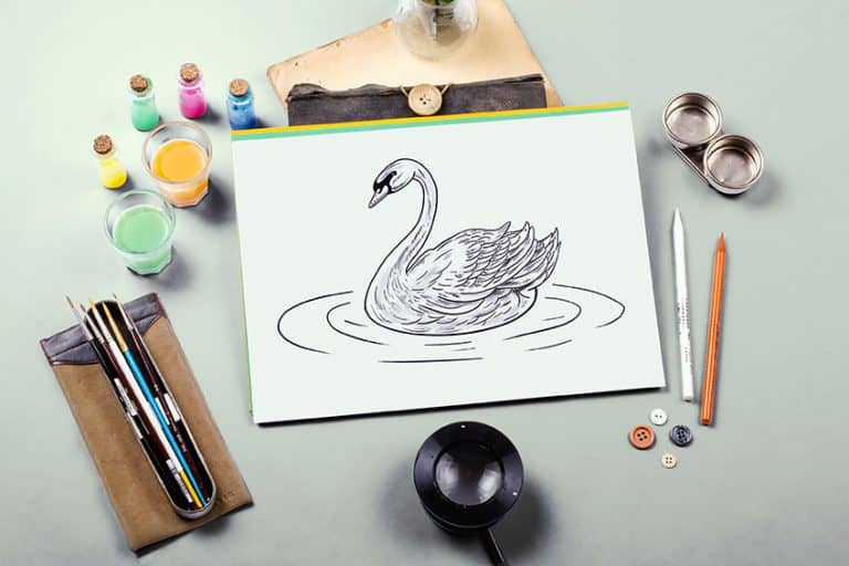 How to Draw a Swan – An Easy-to-Follow Realistic Swan Drawing Tutorial