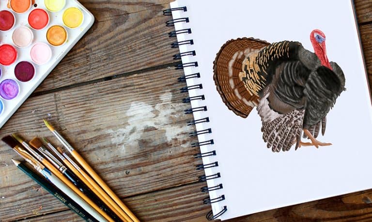 How to Draw a Turkey – Make a Decorative Thanksgiving Sketch