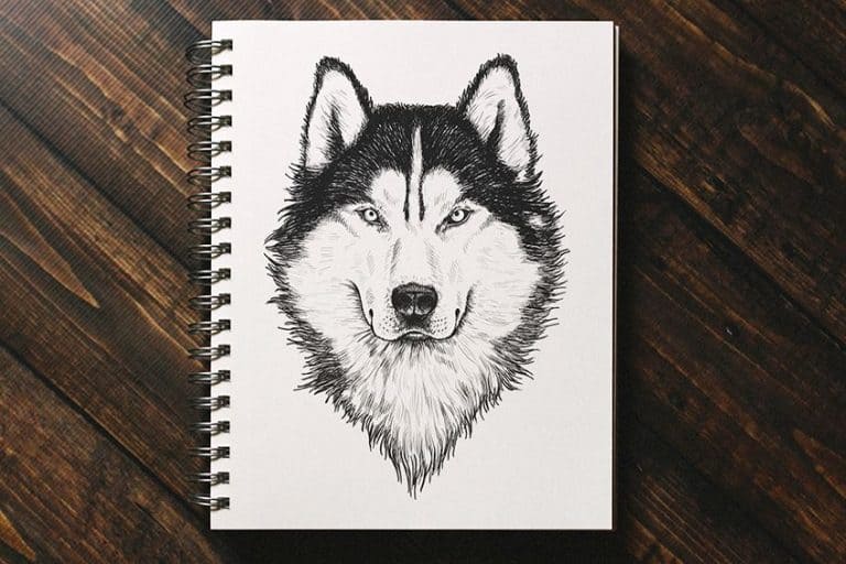 How to Draw a Wolf Head and Face – Simple 10-Step Wolf Drawing Guide