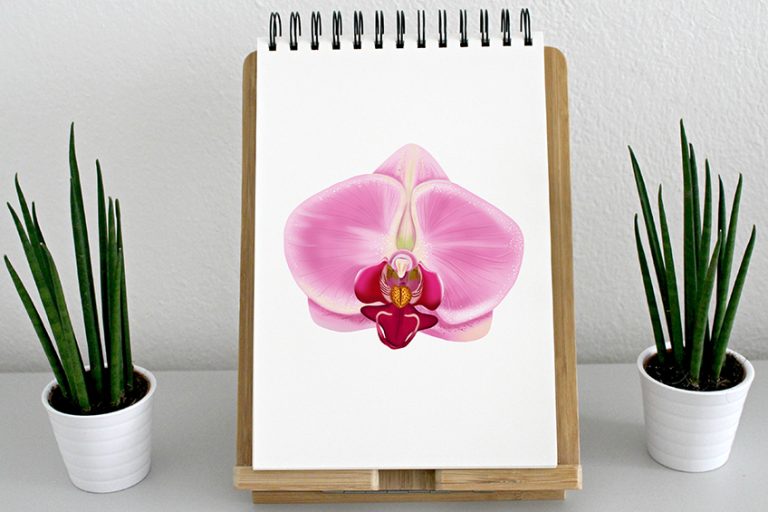 How to Draw an Orchid – Learn to Draw This Exotic Flower