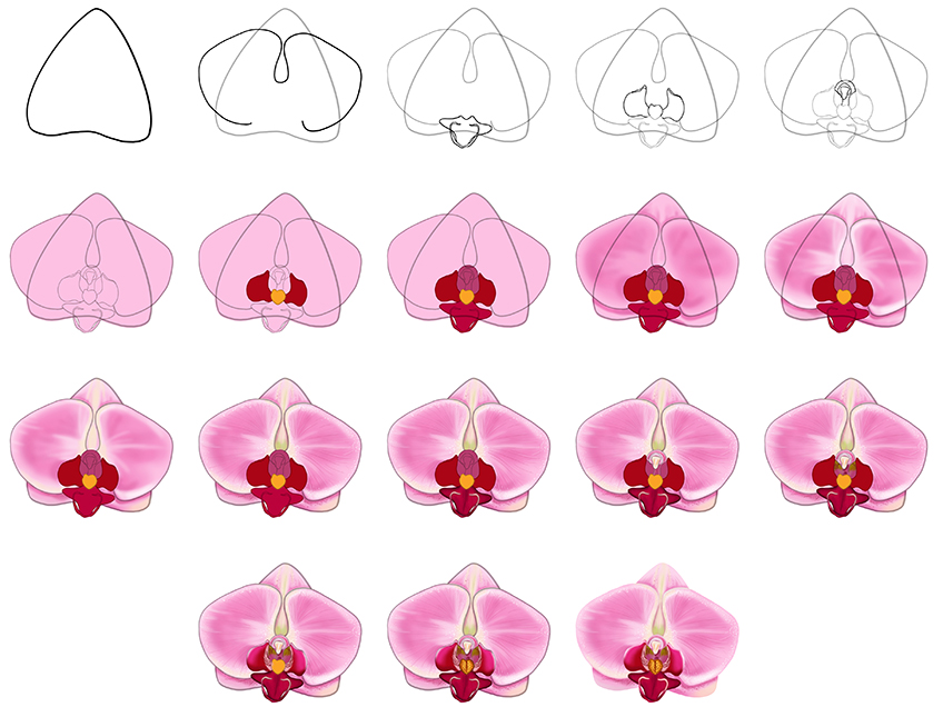 How to Draw an Orchid Tutorial