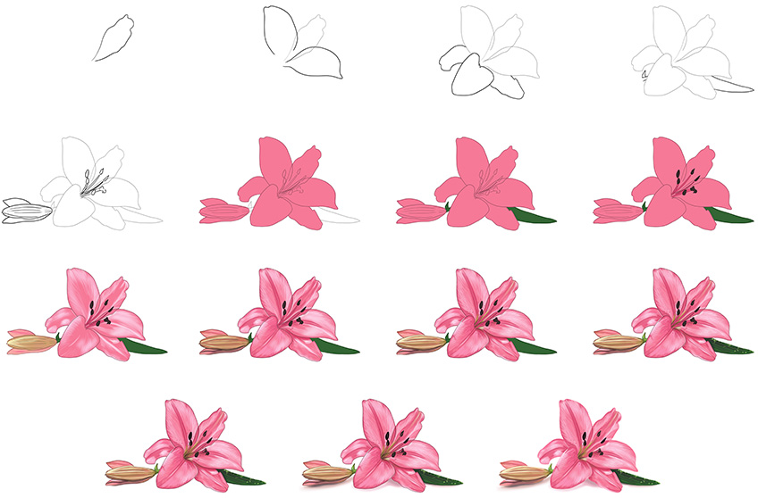 Lily Flower Drawing Steps