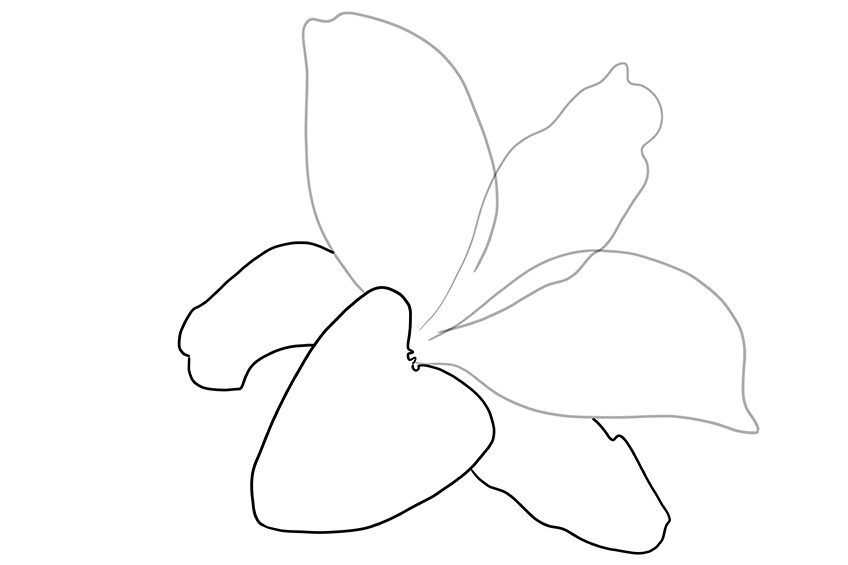 Lily Sketch 3