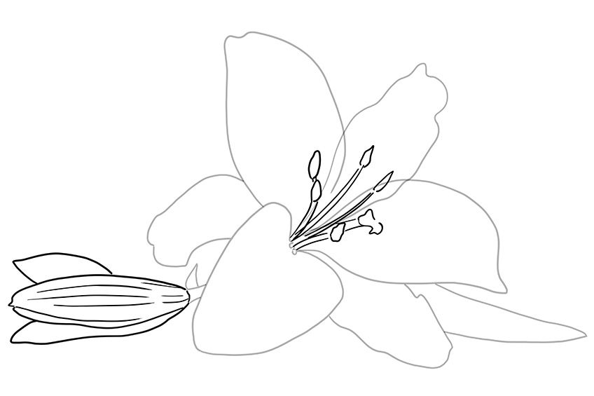 Lily Sketch 5