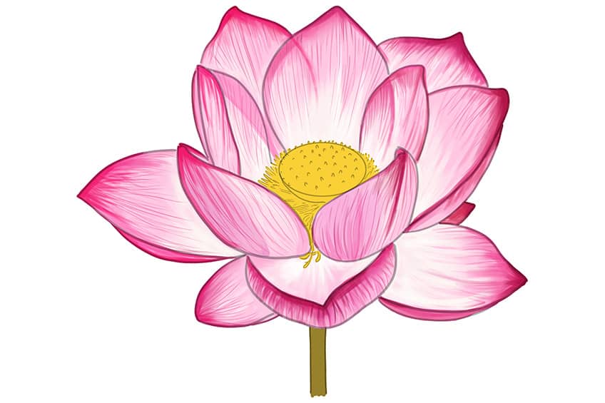 Lotus Sketch 10