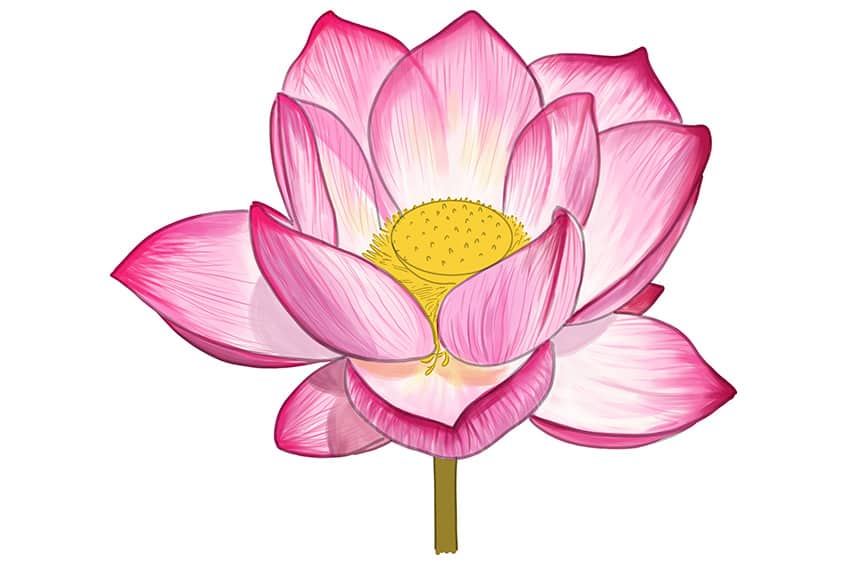 Lotus Sketch 11