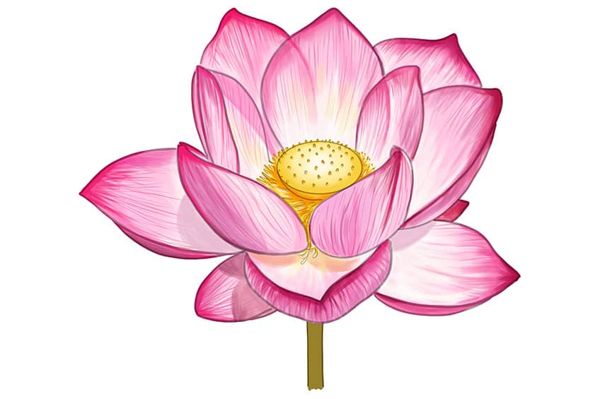 Lotus Sketch 12