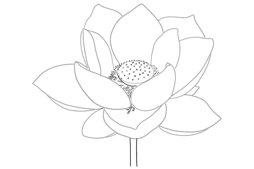 Lotus Sketch 5