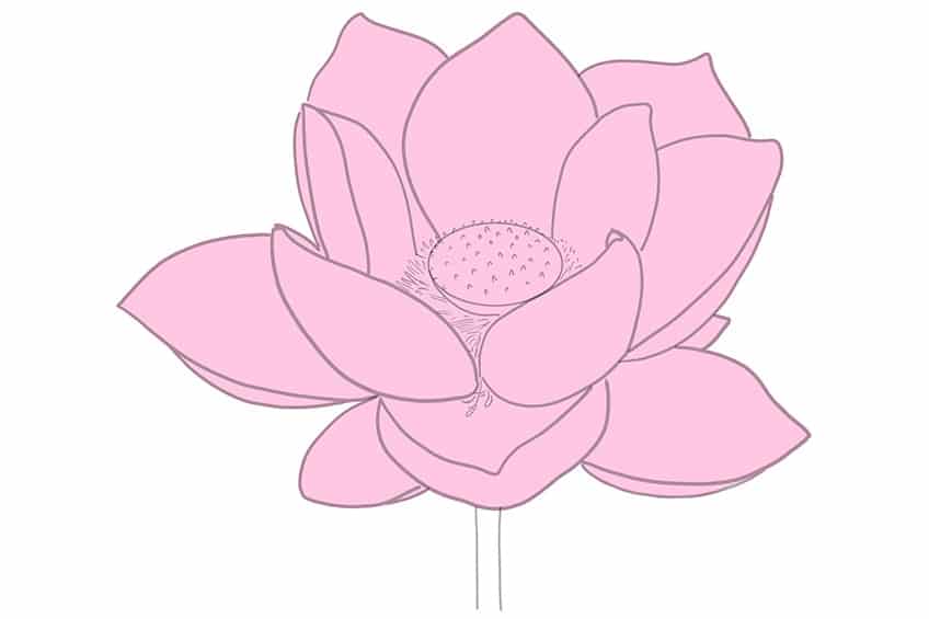 Lotus Sketch 6