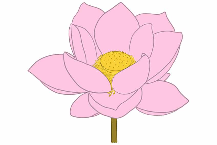 Lotus Sketch 7