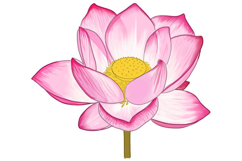 Lotus Sketch 9