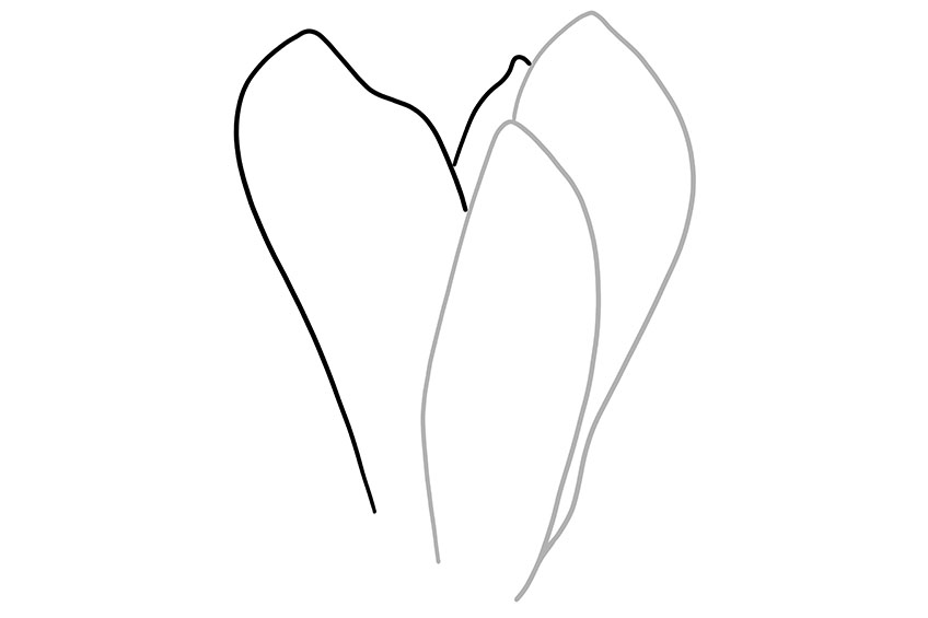 Magnolia Sketch 2
