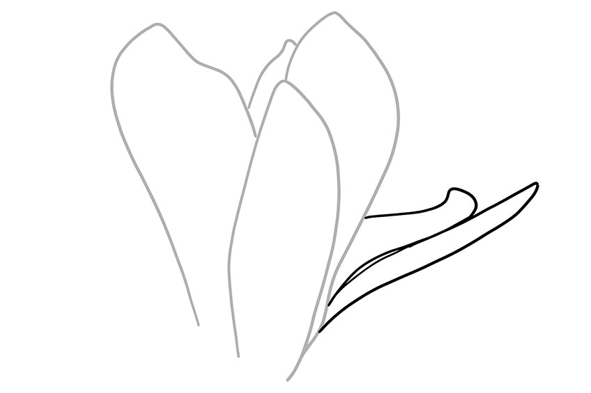 Magnolia Sketch 3