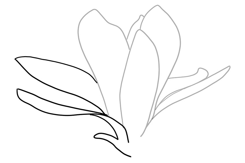 Magnolia Sketch 4