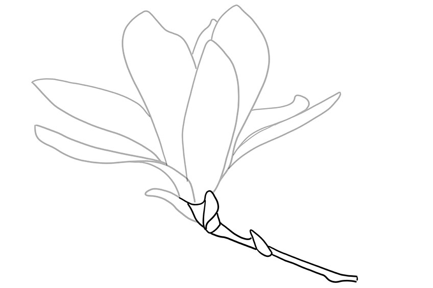 Magnolia Sketch 5