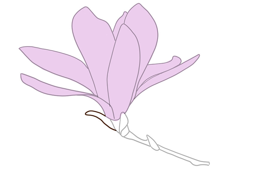 Magnolia Sketch 6