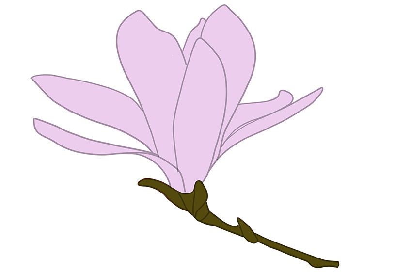Magnolia Sketch 7