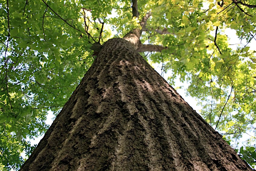 Mature Oak Tree in Forest