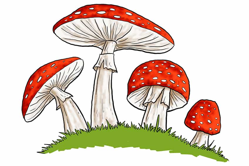Mushroom Sketch 10
