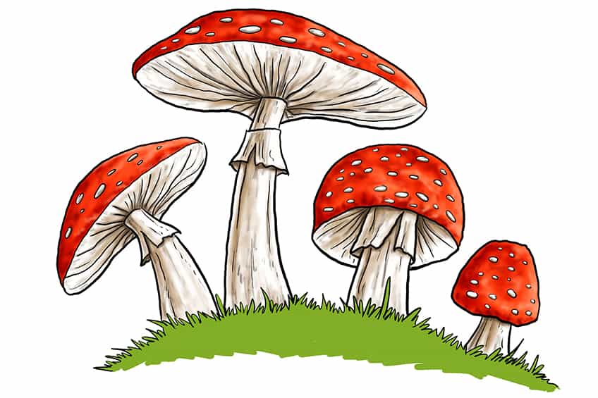 Mushroom Sketch 11